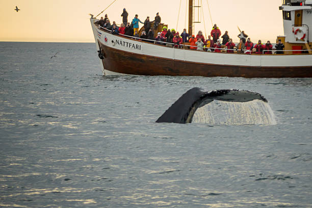 Whale watching, near Husavik Husavik, Iceland - June 15, 2016: Whale watching scene, with tourists, near Husavik, northeast Iceland iceland whale stock pictures, royalty-free photos & images