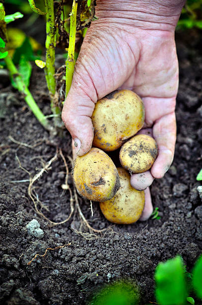 istock Handful of fresh harvested potatoes 578818158