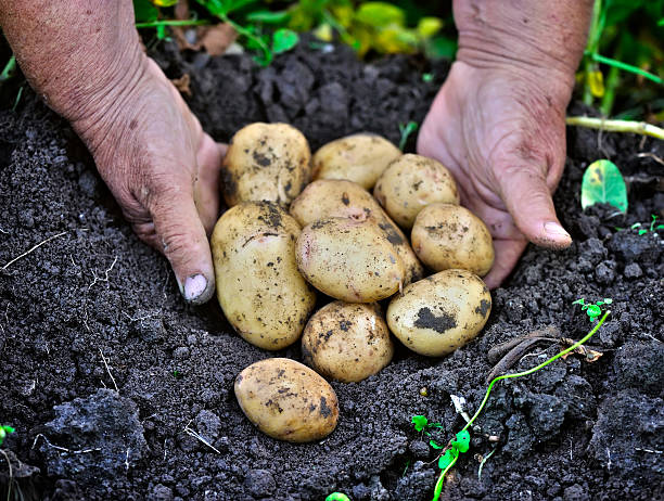 istock Potato lifting in the kitchen garden 578818288