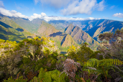 Mafate cirque in Reunion Island, amazing rain forest plants, and beautiful mountains in the cirque. Maïdo Mountain in the horizon, covered with clouds, Grande Benare and other pitons in Mafate.