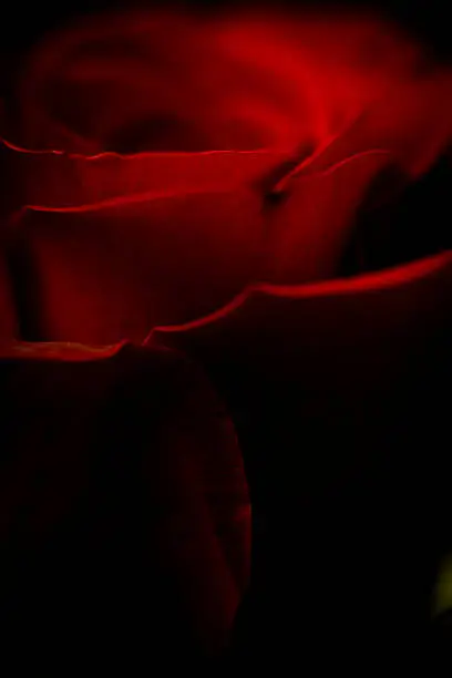 Closeup of a red rose against a black background