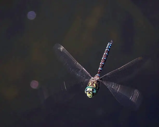 Blue dragonfly in-flight with grey background