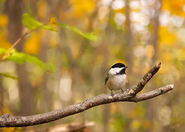 Black-capped chickadee on a branch with soft blurred fall background