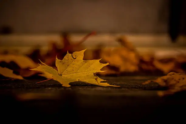 Yellow fall leaf in foreground with blurred scattered leaves in the background