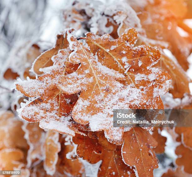 Dry Oak Leaves With Frost Stock Photo - Download Image Now - Autumn, Backgrounds, Botany