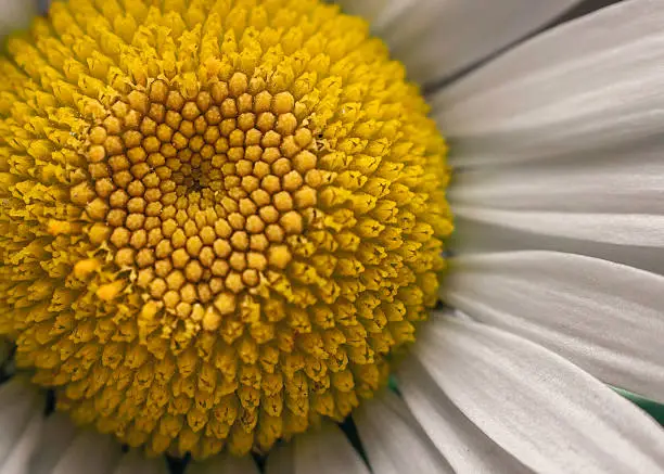 White and yellow daisy closeup with heart-shaped center