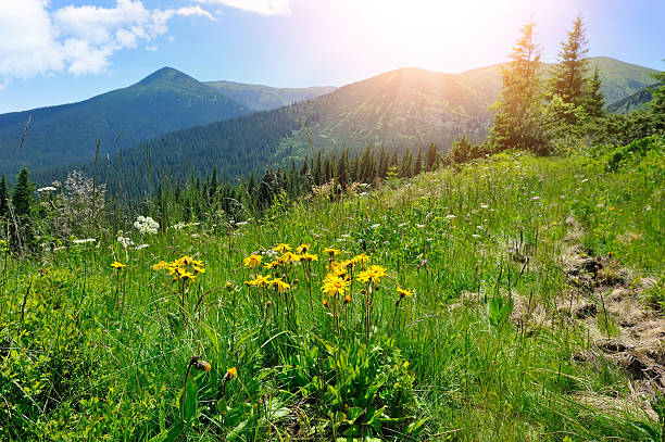 flores de arnica (arnica montana) em um fundo de montanhas e - montana mountain meadow flower - fotografias e filmes do acervo