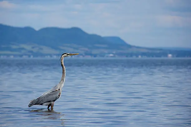 Great Blue Heron walks in water with mountains in background