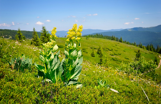 Gentian (Gentiana lutea) on a background of mountains and blue sky