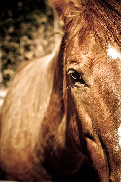 Close-up of brown horse gazing forward
