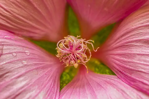 Pink flower seems to reach out to embrace you