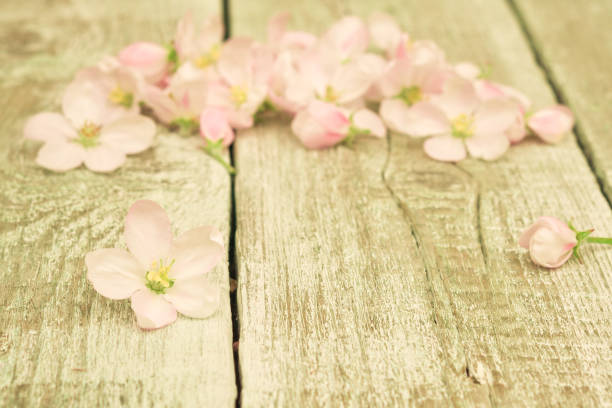 istock Flowers. Apple tree blossoms on rustic wooden background 578819752