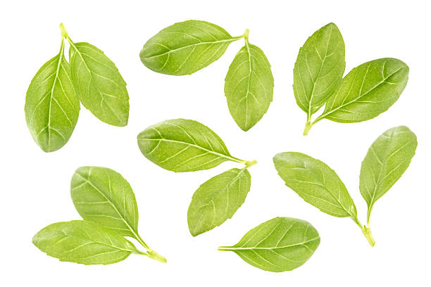 istock Fresh basil leaves isolated on white background 578821456