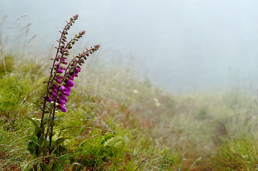 Some flowers growing in a foggy field in Oregon