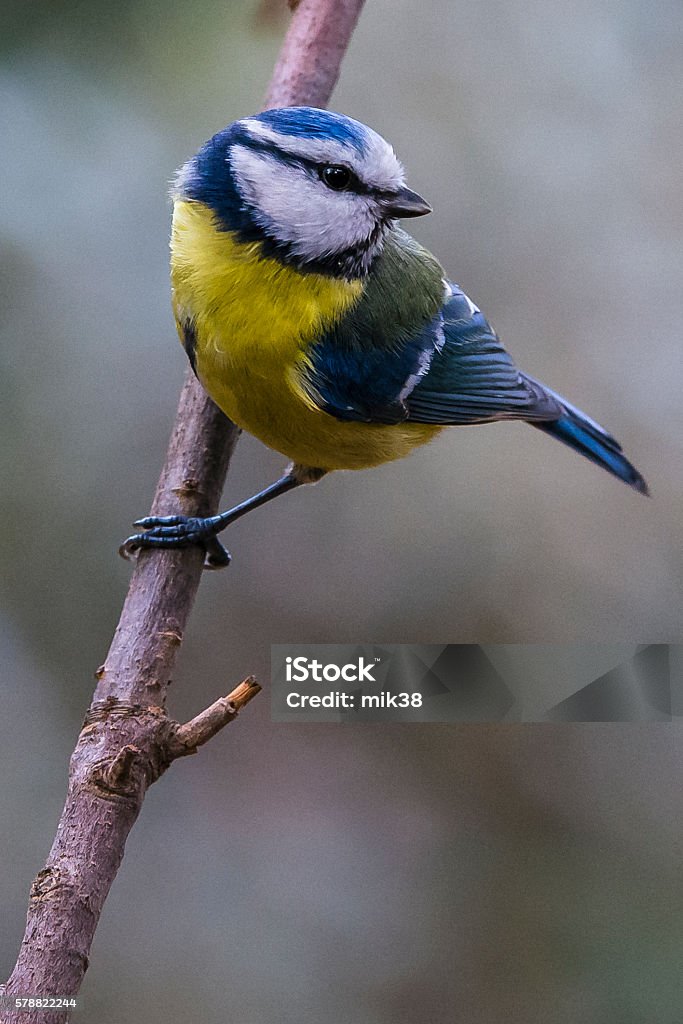 Tit bird. Herrerillo in spanish. Cyanistes caeruleus Animal Stock Photo