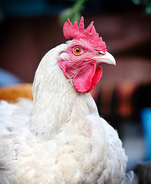 istock Portrait hen is near a chicken coop 578822558