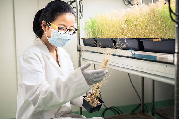 istock Scientist in the plant growth chamber 578823258