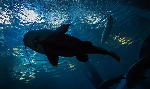 Underwater bottom-top silhouette of a big catfish