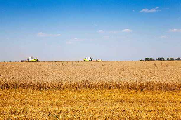 istock harvesting of cereals 578824218