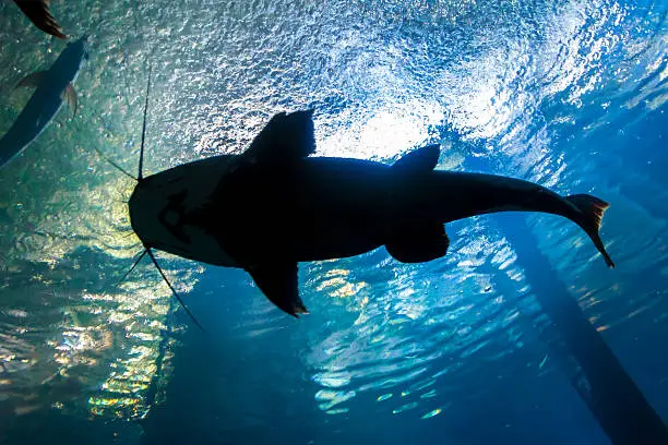 Photo of Underwater bottom-top silhouette of a big catfish