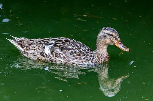 A Duck sat on water in Japan