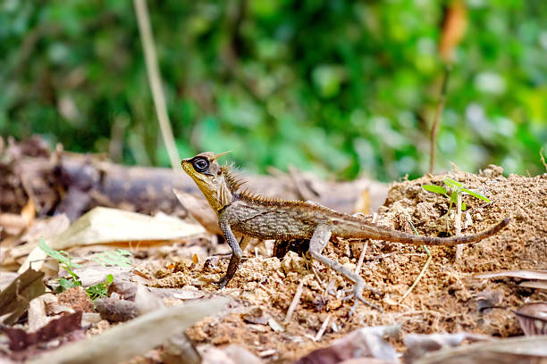 Brown Thai lizard catch in rain forest