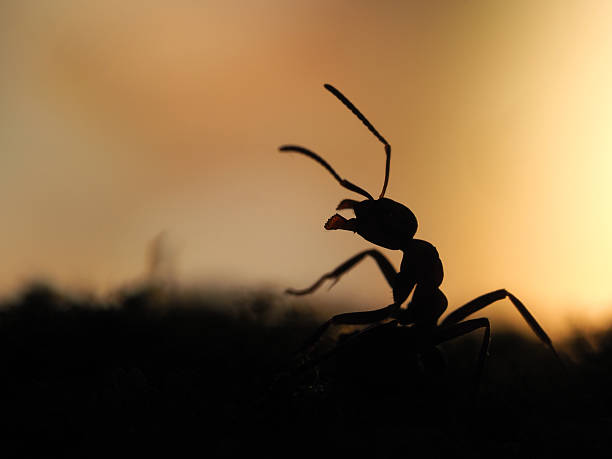 istock Silhouette of ant at sunset. Orange and black. macro 578826766