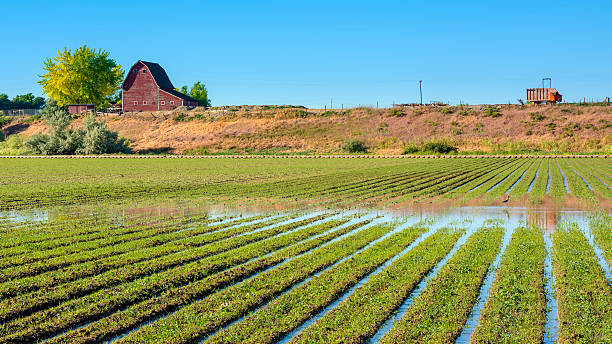 Flood irrigated crops and red barn stock photo
