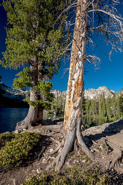 istock Two large trees and Idaho mountain lake 578827606