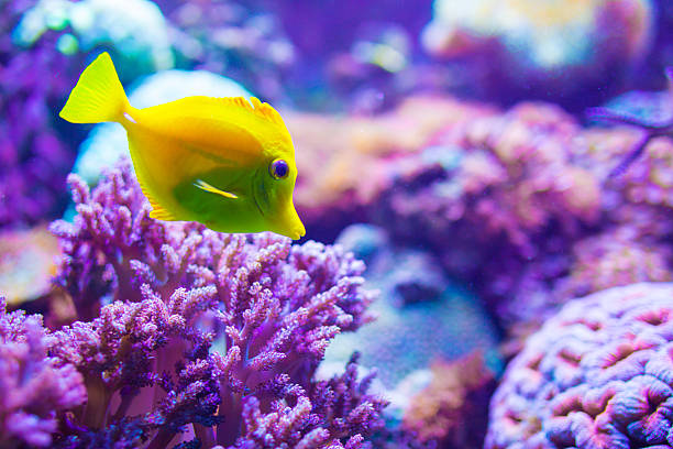 istock Yellow fish on a purple reef 578827698