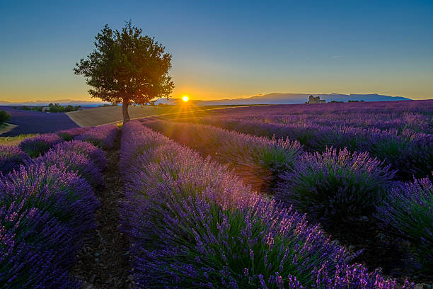 istock Lavender field at sunrise in Provence 578828618