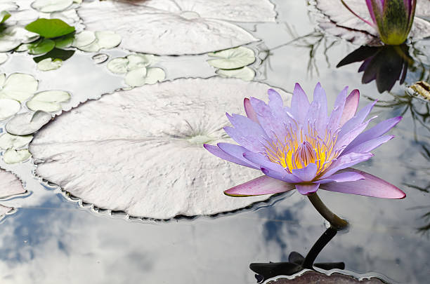 istock Purple Water Lily in Fish Pond 578828882