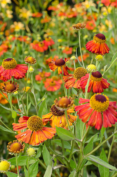 Orange Helenium (Sneezeweed) Fall Flowers A field of late-summer orange Helenium. sneezeweed stock pictures, royalty-free photos & images