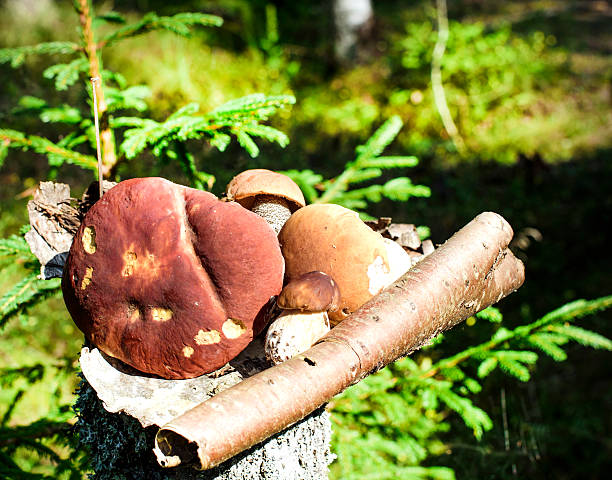 istock edible mushrooms in the forest 578829158