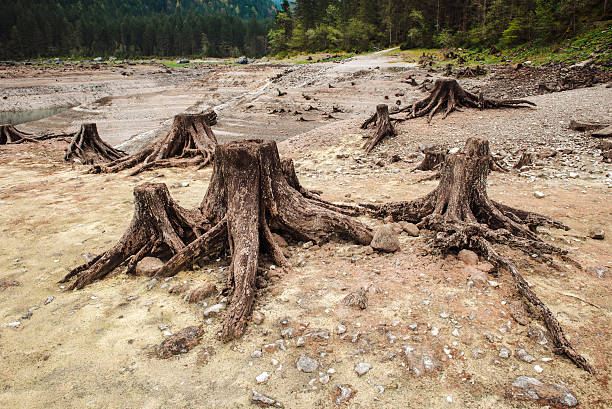 istock Consequences of deforestation in mountain 578829184