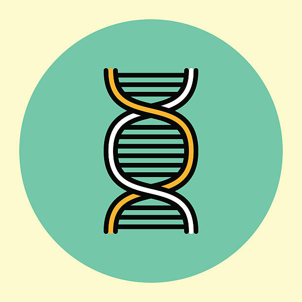 ilustrações de stock, clip art, desenhos animados e ícones de thin line icon. dna. - dna helix helix model symmetry