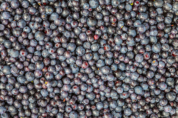 Close up of many juicy blueberries.