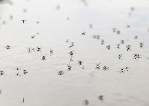 Mosquitos de agua photo