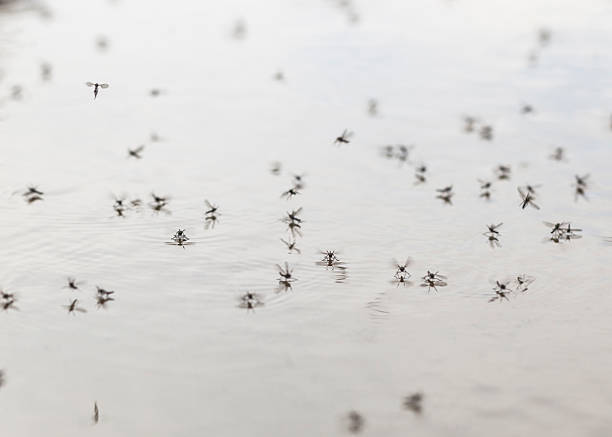 Water mosquitos Water mosquito sitting on the water surface. larva stock pictures, royalty-free photos & images