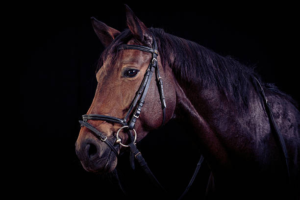 istock Horse on Black Background 578830958