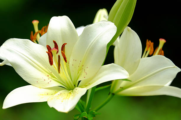 istock Beautiful lily close-up 578831056