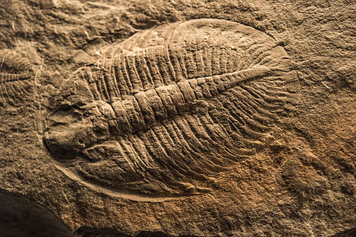 Trilobites fósil photo