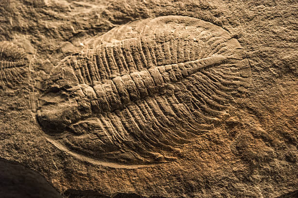 trilobite fossile - fossil foto e immagini stock