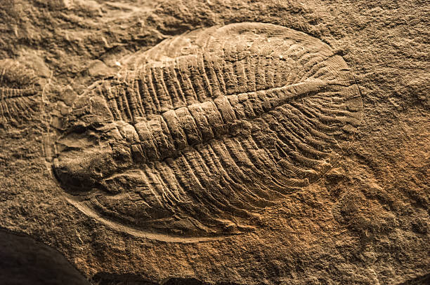 삼엽충 화석 - trilobite 뉴스 사진 이미지