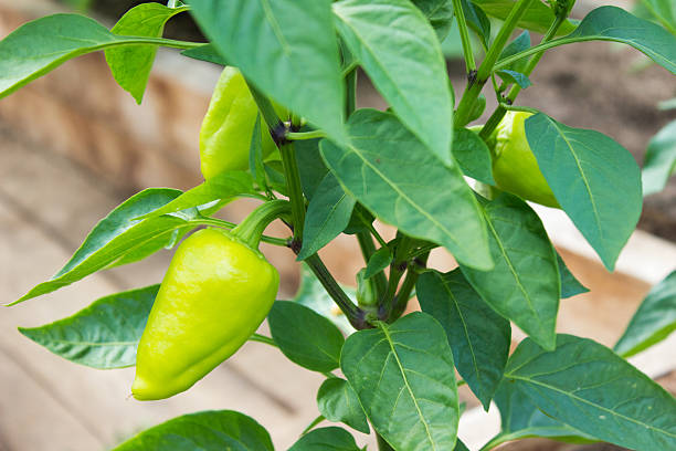 istock Vegetables in the garden 578831978