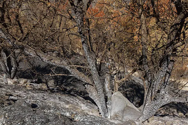 Burned tree-branches following a forest fire in Solea area in Troodos mountains in Cyprus.The June 2016 fire has been an ecological disaster.