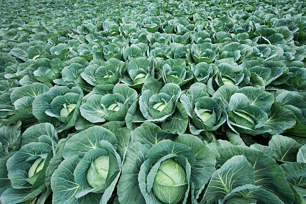 Cabbage field stock photo