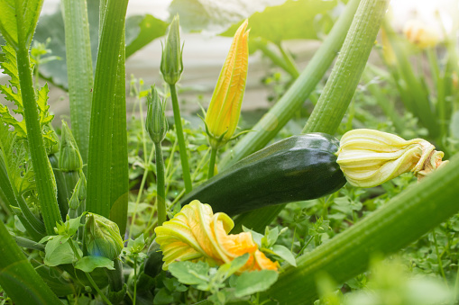 Vegetables in the garden. Blooming zucchini / marrow. Vegetable garden close up photo.