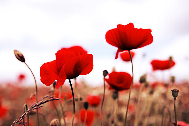 istock Poppies on gray sky background. 578832610