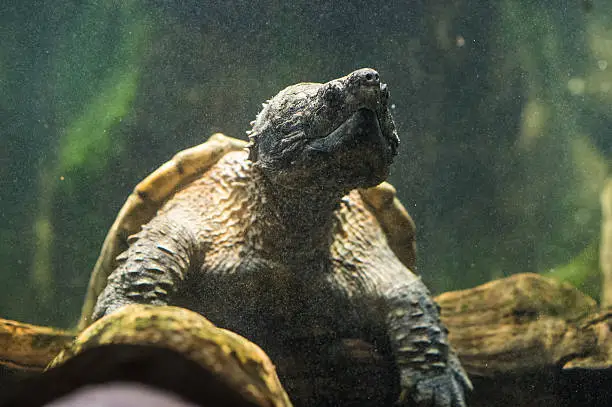 Photo of Alligator snapping turtle